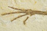 Rare Fossil Bird (Gallinuloides) - Green River Formation #311827-3